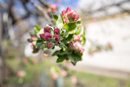 branch with pink buds on an apple tree. close up, blur.の写真素材