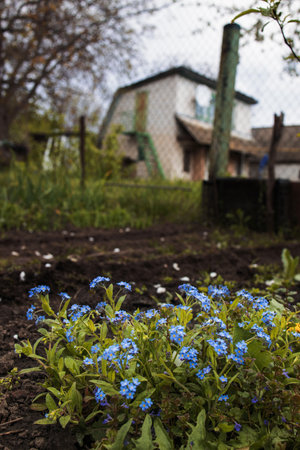 Forget-me-not flowers in the garden against the backdrop of a village house.の写真素材