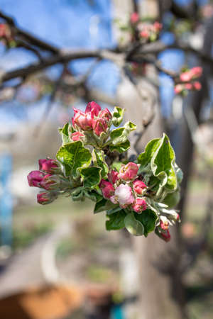 branch with pink buds on an apple tree. close-up, blurの写真素材