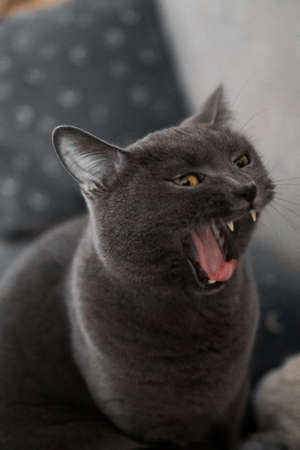 British gray cat yawns funnyの写真素材