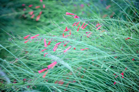 Russelia equisetiformis, the fountainbush, firecracker plant, coral plant, coral fountain, coralblow or fountain plant, is a species of flowering plant in the family Plantaginaceae.の写真素材
