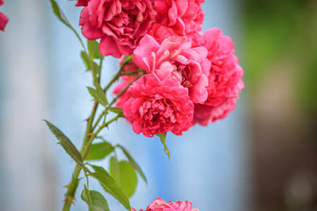 weaving beautiful red rose, close-upの写真素材