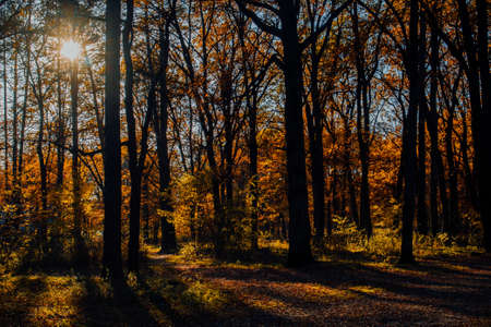 Autumn landscape beautiful colored trees in the forest, glowing in sunlight. wonderful picturesque background. color in nature. gorgeous view. Amazing nature landscape..の写真素材