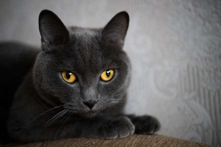 portrait of a British gray cat, close-up, space copyの写真素材