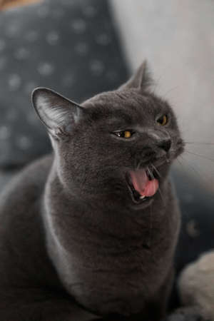 British gray cat yawns funnyの写真素材