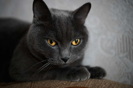 portrait of a British gray cat, close-up, space copyの写真素材