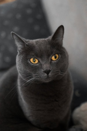 portrait of a British gray cat, close-up, space copyの写真素材