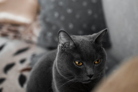 portrait of a British gray cat, close-up, space copyの写真素材