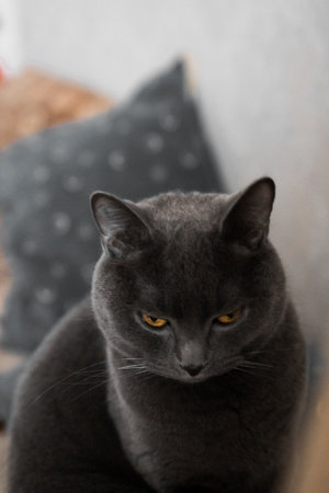 portrait of a British gray cat, close-up, space copyの写真素材