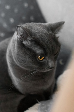 portrait of a British gray cat, close-up, space copyの写真素材