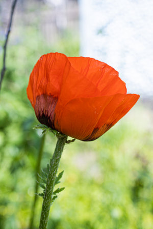 poppy flowers in the garden fieldの写真素材