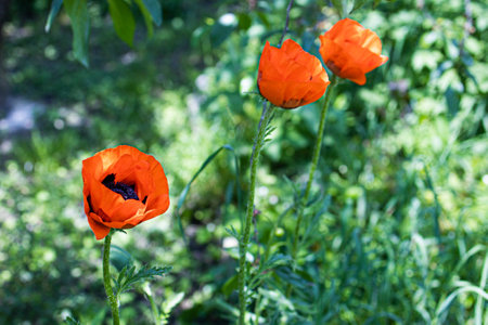 poppy flowers in the garden fieldの写真素材