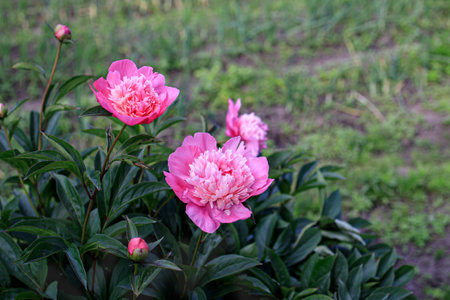 bush with pink peonies against a blurred backgroundの写真素材