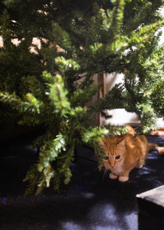 red fluffy cat sits under a christmas tree.の写真素材