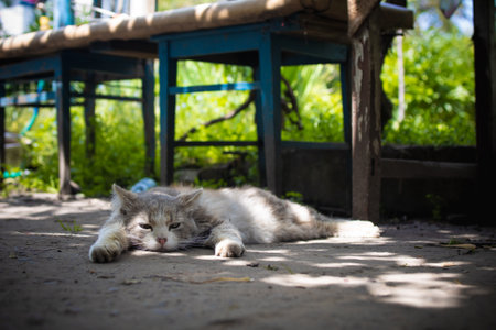 gray fluffy cat lies in the yard in the sunの写真素材