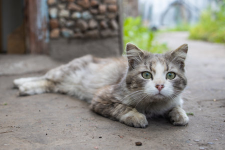 gray fluffy cat lies in the yard in the sunの写真素材