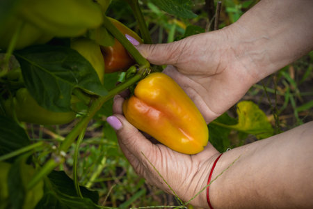 hands hold and show sweet ripe pepper on a bush in the gardenの写真素材