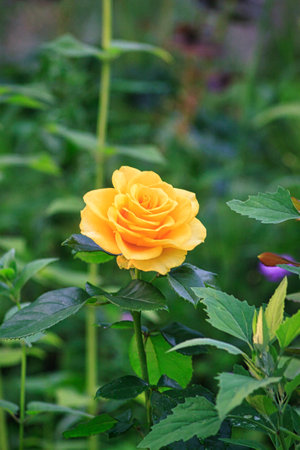 beautiful yellow rose flower on a bush in the gardenの写真素材