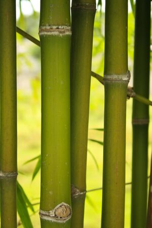 à¸´bambooの写真素材