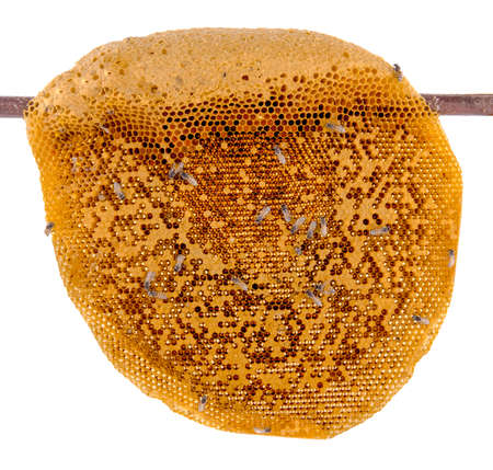 Bees on honeycomb isolated on white backgroundの写真素材