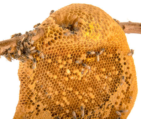 Bees on honeycomb isolated on white backgroundの写真素材
