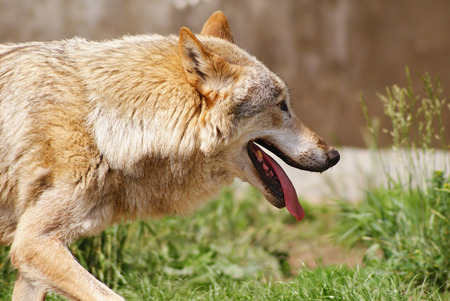 Wolf