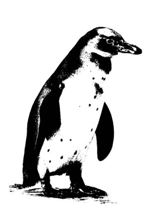 Penguinの写真素材