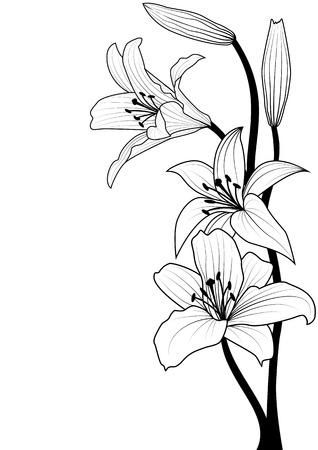 vector illustration of lily in black and white colorsのイラスト素材