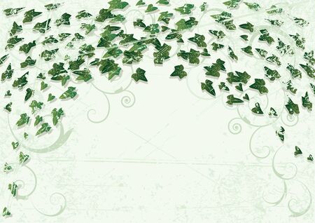 Grunge background with leaves of  ivyのイラスト素材