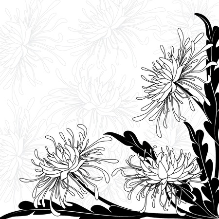 chrysanthemum, floral background  in black and white colorsのイラスト素材