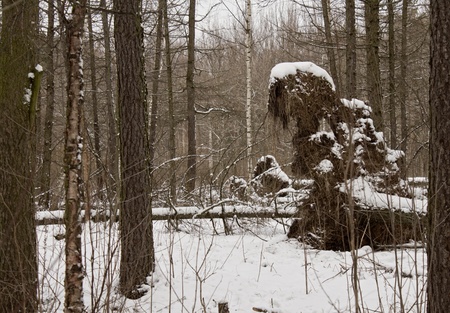 wind-fallen trees in winter forest, landscapeの写真素材