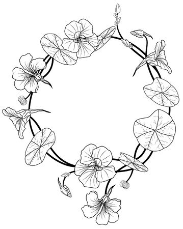 Frame of the nasturtium in black and white colorsのイラスト素材