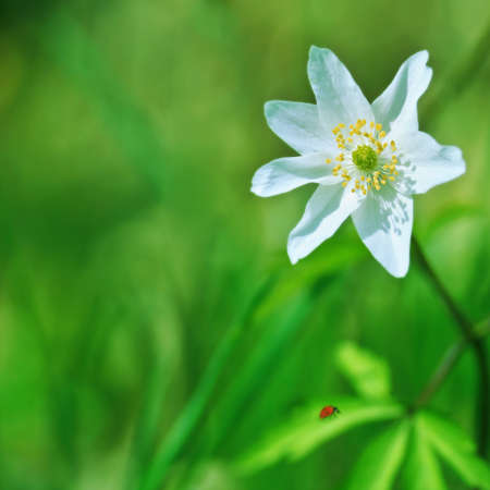 background with beautiful anemone and ladybirdの写真素材
