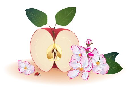 background with flowers of apple, apple fruit and ladybird  のイラスト素材