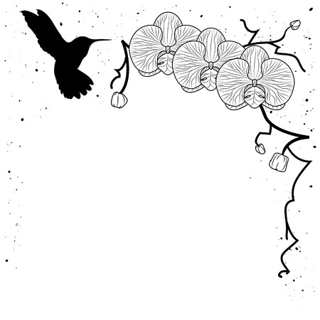 vector illustration of orchid and  hummingbird in black and white colorsのイラスト素材