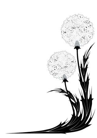 vector illustration with dandelion for corner design in black and white colors (EPS 10)のイラスト素材