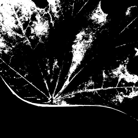 abstract vector autumnal background with leaf of maple in black and whiteのイラスト素材