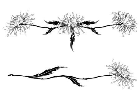 Set of dividers with chrysanthemums in black and whiteのイラスト素材