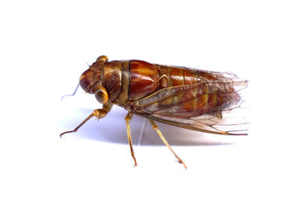 close up of cicada isolated on a white background, macro insectの写真素材