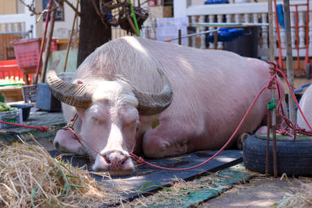 Albino buffalo sleeping on the cement floor, beautiful animal.の写真素材