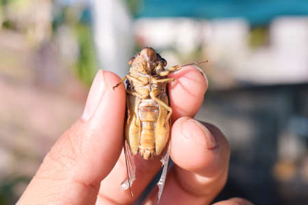 Close up of cicada belly on hand, macro insect