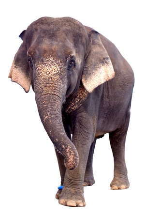 Asian elephant standing on a white background, big animalsの写真素材
