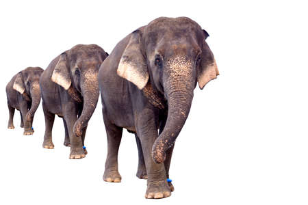 Three Asian elephants isolate on a white background.の写真素材