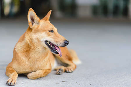 A female orange fox sleeps on a cement floor, copy specs.