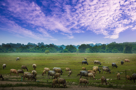 Buffalo on the lawn Mountainsideの写真素材