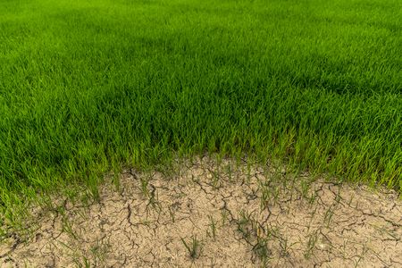 very hot summer in thailandの写真素材