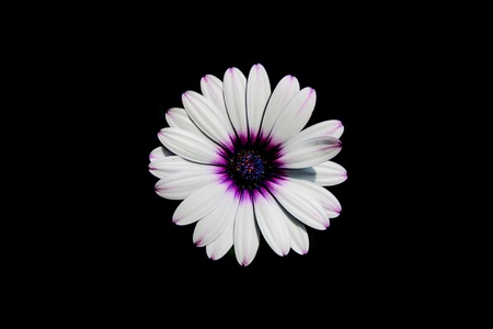 Beauty flowerの素材