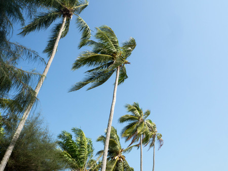 Some of Coconuts Tree, Andaman, Trang, Thailandの写真素材