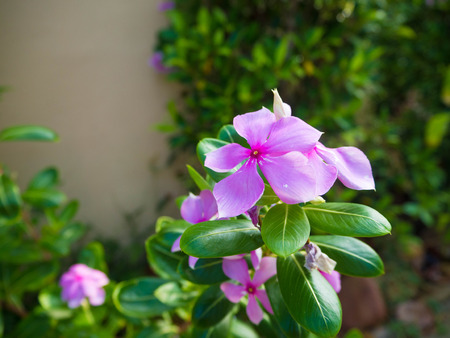 Colorful flower with green leafの写真素材