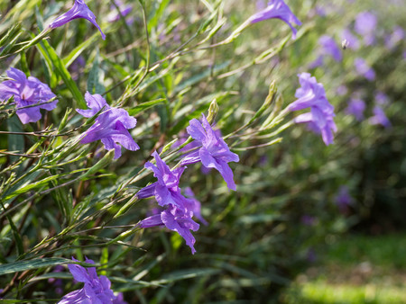 Look like Flowers want to flyの写真素材